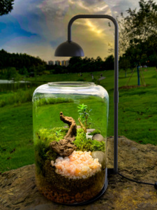 Contenitori in Vetro per Terrario con Luce LED a Timer e Ventilazione, Grande Vaso per Piante Succulente e Muschio, 8,27" H, Mini Giardino - Product Image 2