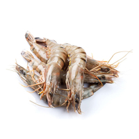 Crevettes tigrées noires sans tête surgelées, processus BQF, vente en gros disponible