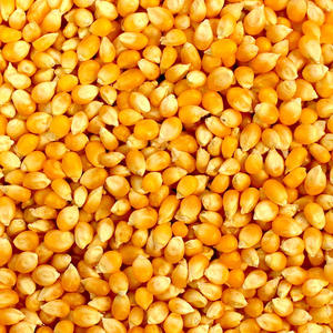 Maíz Amarillo Seco para Alimentación Animal y Avícola, Bolsas de PP de 25/50 kg - Product Image 3