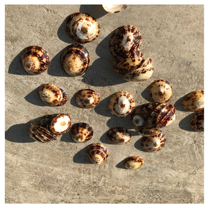 COQUILLES DE LIMPETTE VIETNAM ENTIÈRES NETTOYÉES POUR BIJOUX DE BRICOLAGE, PROJETS D'ART, DÉCORATION À LA MAISON - Product Image 2