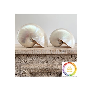 Coquille de mer Nautilus polie du Vietnam pour la décoration d'aquarium et les projets d'artisanat à un prix compétitif - Product Image 3