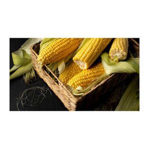 Grain de maïs jaune OGM en vrac pour la production d'éthanol et la nutrition du bétail - Product Image 2