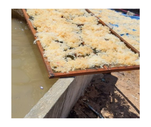 Exportación de Vietnam Cottonii seco Seamoss Superfood Premium Pure Vegan Natural Non GMO Gluten Free Bulk Venta al por mayor Suministro saludable - Product Image 3