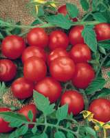 Tomates rouges douces fraîches à vendre Graines d'emballage de style rouge Tomate hybride rouge avec couleur fraîche et naturelle