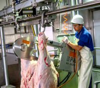 Scie à fendre les demi-carcasses de bétail, directement de l'usine, pour la production en ligne d'abattage d'abattoirs de bovins