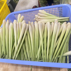 IQF Frozen Lemongrass High-Quality, Fresh Lemongrass Slices and Mince for Soup, Curry, and Hotpot - Product Image 3