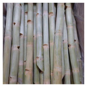 Canne à sucre congelée douce naturelle du Vietnam, canne à sucre congelée de qualité supérieure pour le jus frais et les marchés d'outre-mer en vrac - Product Image 3