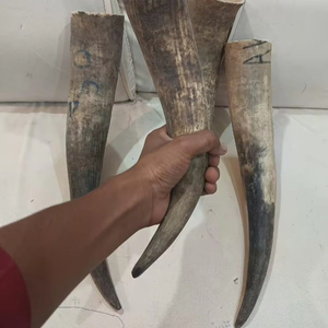 ฮอร์นดื่มแบบดิบดิบสไตล์สัตว์แกะสลักยาว15ถึง17นิ้ว - Product Image 1