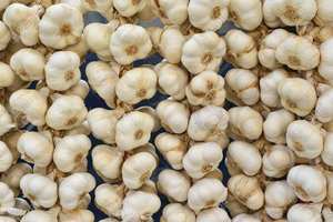 Ajo blanco puro - Product Image 1