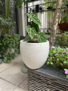 Maceta de hormigón para jardín al aire libre, venta al por mayor, 2025 macetas de cemento grandes personalizadas, maceta para interiores, precio bajo - Product Image 6