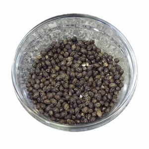 เมล็ดมะละกอตากแห้งซุปเปอร์ฟู้ดสูตรครอบครัวราคาไม่แพงผลิตในเวียดนาม - Product Image 2