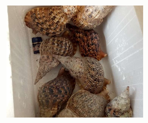 Decoración Seashell/Trompeta Triton Shell/ Triton Concha para exportar - Product Image 1