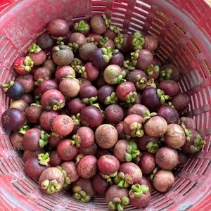 Mangoustan frais | Vente en gros de fruits biologiques 100% du Vietnam | Meilleur prix et haute qualité - Product Image 1