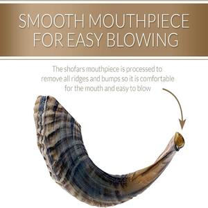 Shofar en corne de buffle lisse, inodore, facile à souffler, véritable artisanat religieux animal sculpté, personnalisable - Product Image 2