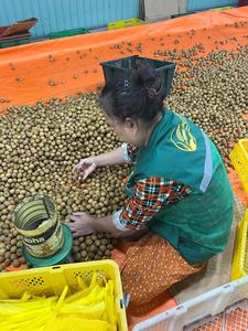 Suministro mayorista de fruta fresca Longan para exportación con sabor dulce y alta calidad de granjas de Vietnam - Product Image 2