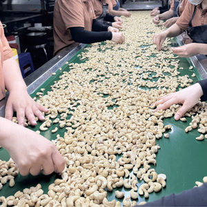 Fournisseur de confiance du Vietnam noix sèches biologiques noix de cajou W240 qualité commerciale Santigo Vietnam usine exportée vers l'UE, Moyen-Orient - Product Image 1