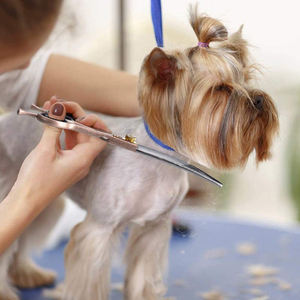 Ciseaux de toilettage pour animaux de compagnie en acier inoxydable incurvés de 7 pouces, de luxe, avec poignées confortables, sûrs, précis, faciles à utiliser et réutilisables, vente en gros - Product Image 6