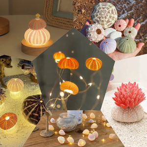 Coquillages d'oursins naturels par Viet Fargimex-Coquillages décoratifs de qualité supérieure du Vietnam pour l'art, la décoration intérieure - Product Image 2