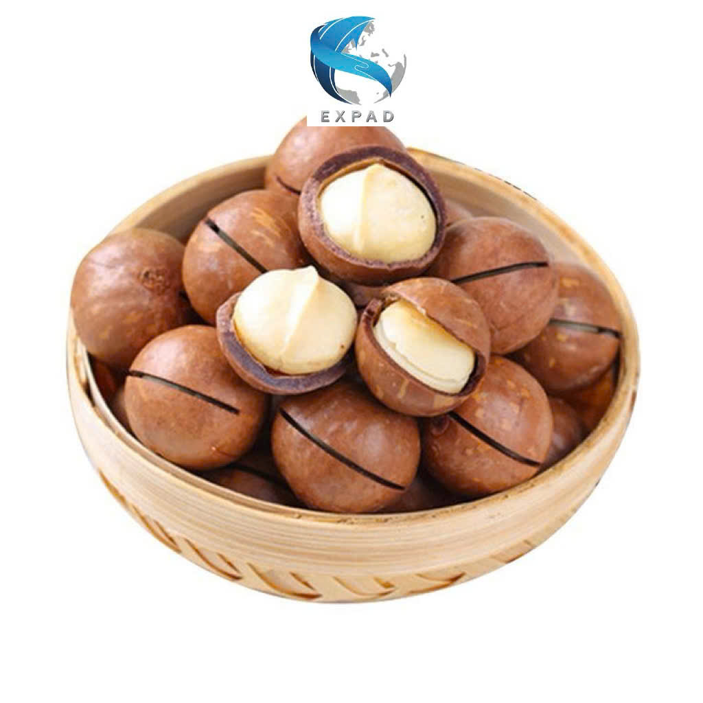 TOP wholesale macadamia nuts 2025 BEST SELLING healthy snack rich in nutrients direct from VIETNAM factory supply