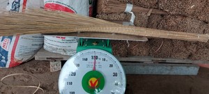 BUEN PRECIO PARA PALM BROOMSTICK Y COCO BROOM STICK PARA ORDEN DE VIETNAM 2024 - Product Image 5