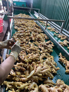 Jengibre Fresco de Vietnam, Exportador Agrícola de Confianza que Ofrece Entrega de Contenedores a Granel para Compradores Extranjeros - Product Image 3