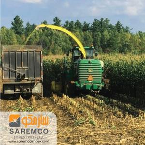 Ensilaje de maíz fresco de nutrientes superiores para un mejor crecimiento del ganado para caballos, cerdos, ganado - Product Image 5