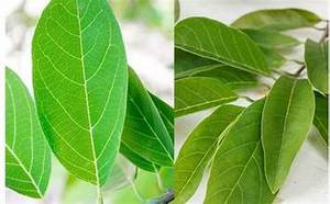 ถุงชาชงสมุนไพรใบทุเรียนเทศบริสุทธิ์สำหรับการสนับสนุนภูมิคุ้มกันที่สะอาดฉลาก - Product Image 5