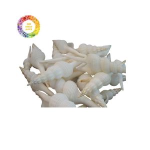 เปลือกหอยสังข์ขัดเงาแบบพรีเมี่ยมสำหรับตกแต่งธีมชายฝั่งทองคำ99แห่งเวียดนาม - Product Image 5