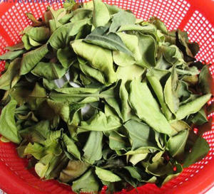 Hoja de lima, producto de Vietnam, adecuado para procesadores de alimentos, cadenas de restaurantes y compradores globales de ingredientes. - Product Image 5