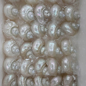 Concha Marina decorativa de Vietnam, artesanía costera hecha a mano para proyectos de arte DIY y decoración del hogar inspirada en la náutica - Product Image 1