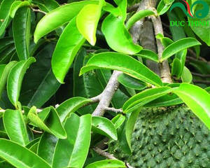 Hojas de Guanábana Secas al Aire, Naturales y Orgánicas // Sr. Kevin - Product Image 5