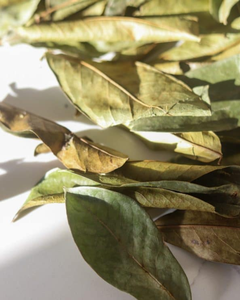 Hojas de Guanábana Secas, Grado Alimenticio y Herbal, para Exportación - Product Image 4