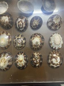 Coquilles de baume avec une esthétique côtière époustouflante, ajoutez des coquilles de baume aux bougeoirs, aux cadres de miroir ou aux accents décoratifs - Product Image 3