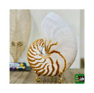 Coquillages Nautilus les plus Offre Spéciale de haute qualité avec/sans coquille d'ormeau naturel poli pour la décoration de la maison meilleure qualité - Product Image 3