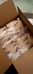 Decoración colgante de arte de pared de peces de madera rústica para habitaciones temáticas náuticas de playa costera - Product Image 4