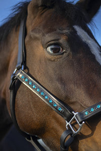 Licou équestre Bling Aqua Diamond noirci cuir de cheval licou prix de gros - Product Image 4