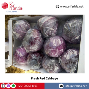 2023 cây trồng mới hàng đầu bán cải bắp đỏ tươi chất lượng tốt nhất từ Ai Cập để mua bán buôn - Product Image 2