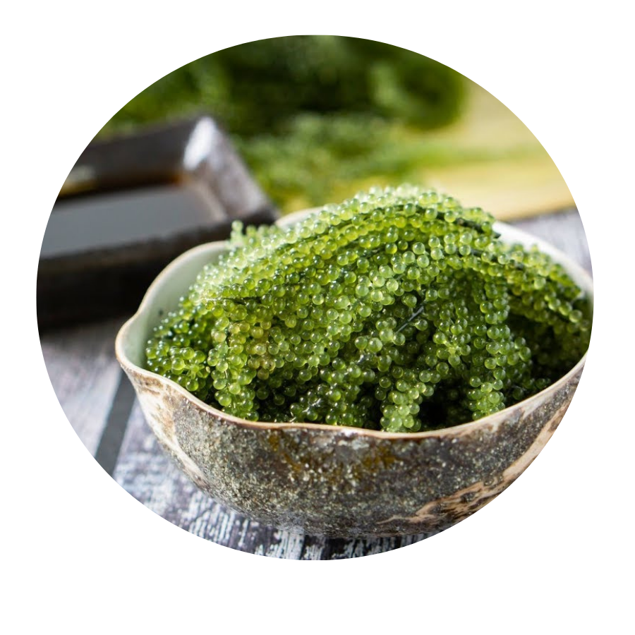 Top Grade Dehydrated Sea Grapes Green Caviar Seaweed for Export Salad Sushi Vegan Friendly OEM