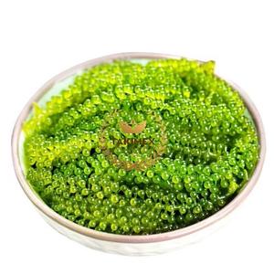 COUCHE DE RAISINS DE MER DÉSHYDRATÉS ALGUES SÉCHÉES ET RÔTIES PRÊT pour LES DÉTAILLANTS ET LES CLIENTS EN GROS au MEILLEUR PRIX - Product Image 2