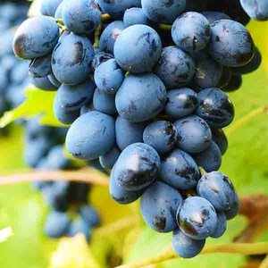 Vente en gros Variété de raisins frais sans pépins colorés à vendre - Product Image 4