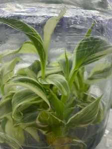 <span class=keywords><strong>กล้วย</strong></span>มูซา โนโน พิงค์ วาเรียเกต ที่เพาะเลี้ยงด้วยวิธีการเพาะเลี้ยงเนื้อเยื่อ |   ต้นไม้ใบเขตร้อนหายากสำหรับตกแต่งภายในและสวน - Product Image 3