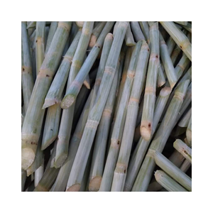 CAÑA DE AZÚCAR DULCE CONGELADA-Caña de azúcar congelada para jugo con el mejor precio y alta calidad Hecho en Vietnam - Product Image 3