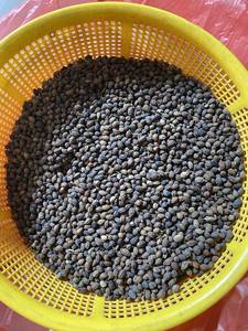 La meilleure extraction d'huile de graines de papaye séchée, matière première de qualité supérieure d'assaisonnement pour usage culinaire, extraction d'huile, assaisonnement Vietnam - Product Image 2