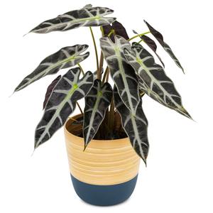 Pot de plantes en bambou de haute qualité, jardinière enroulée écologique vintage, logo et taille personnalisés du Vietnam - Product Image 4