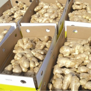 Jengibre fresco de Vietnam | Calidad Premium de exportación con aroma picante natural - Product Image 1