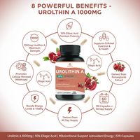 Capsules de Urolithin A en marque blanche OEM – Complément pour la santé cellulaire avancée – 1000 mg