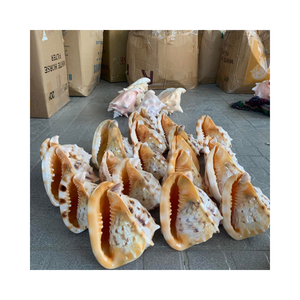 Conchas marinas limpias y pulidas de Vietnam, superventas, artesanías talladas, conchas marinas - Product Image 1