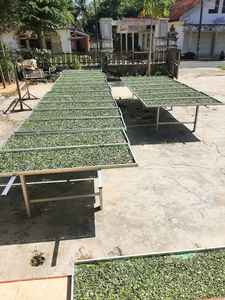 Hoja de Moringa UD STAR LABORATORIES 2 años de vida útil para cocinar - Product Image 2