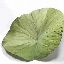 ใบบัวแบบแห้งสำหรับวิถีชีวิตที่มีสุขภาพดีฉลากที่สะอาดผลิตภัณฑ์มังสวิรัติ - Product Image 6