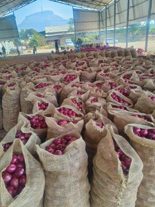 Cebolla roja fresca de alta calidad al por mayor Proveedores a granel de buena calidad Nueva cosecha Venta caliente a precio asequible - Product Image 2